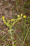 Pineland goldenaster